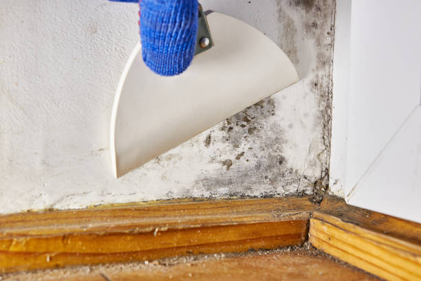 Best Water Damage & Mold Remediation  in New Rochelle, NY